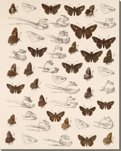 Картина Бабочки Insecta Lepidoptera-Rhopalocera №100