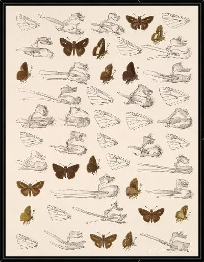 Картина Бабочки Insecta Lepidoptera-Rhopalocera №101