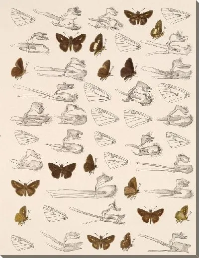 Картина Бабочки Insecta Lepidoptera-Rhopalocera №101