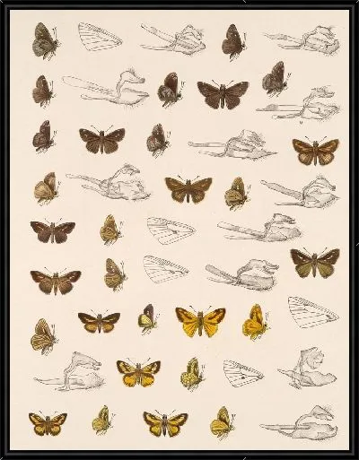 Картина Бабочки Insecta Lepidoptera-Rhopalocera №102