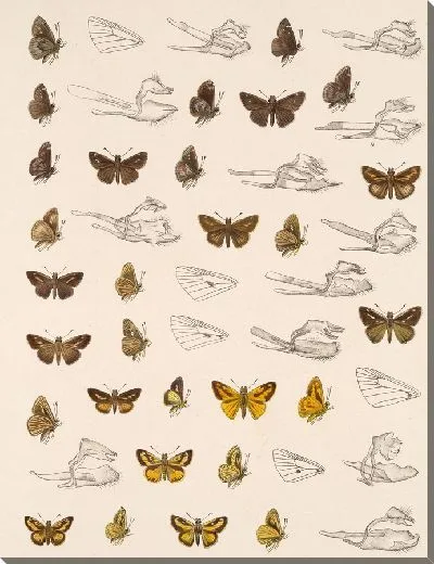 Картина Бабочки Insecta Lepidoptera-Rhopalocera №102