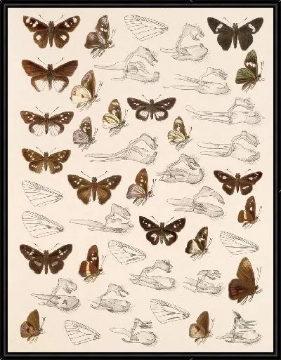 Картина Бабочки Insecta Lepidoptera-Rhopalocera №103