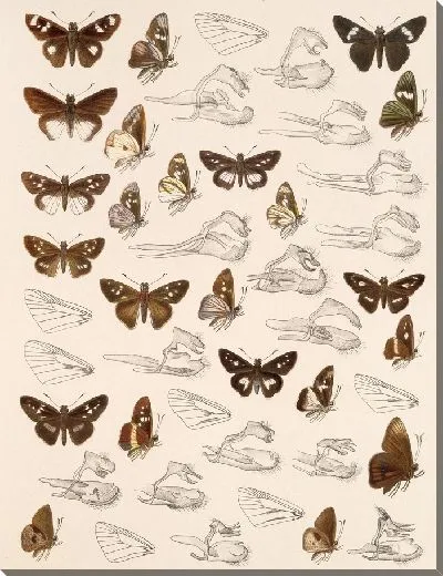 Картина Бабочки Insecta Lepidoptera-Rhopalocera №103