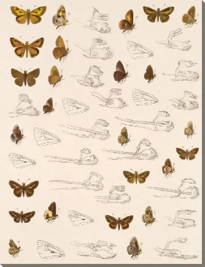 Картина Бабочки Insecta Lepidoptera-Rhopalocera №104