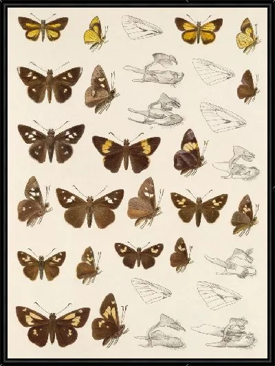 Картина Бабочки Insecta Lepidoptera-Rhopalocera №105