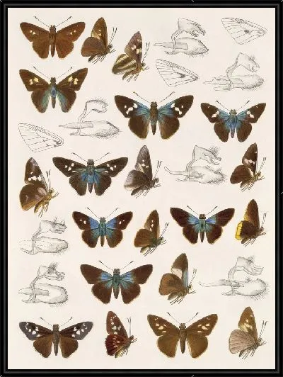 Картина Бабочки Insecta Lepidoptera-Rhopalocera №106