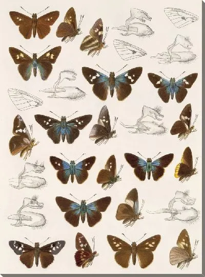 Картина Бабочки Insecta Lepidoptera-Rhopalocera №106