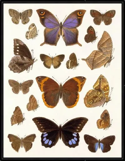 Картина Бабочки Insecta Lepidoptera-Rhopalocera №108