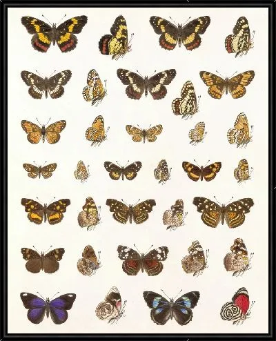 Картина Бабочки Insecta Lepidoptera-Rhopalocera №109