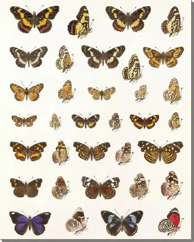 Картина Бабочки Insecta Lepidoptera-Rhopalocera №109