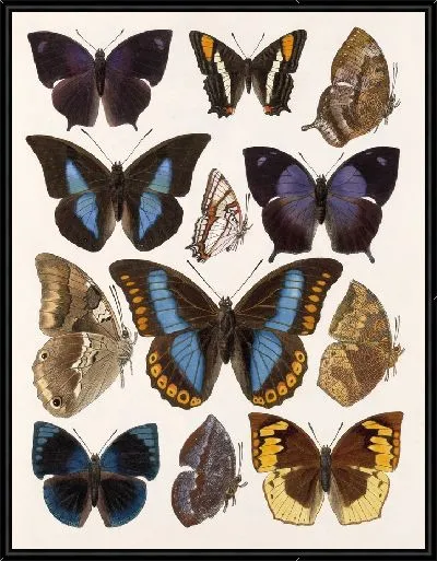 Картина Бабочки Insecta Lepidoptera-Rhopalocera №110
