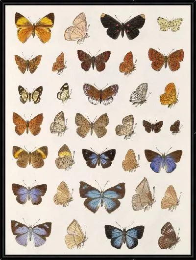 Картина Бабочки Insecta Lepidoptera-Rhopalocera №111