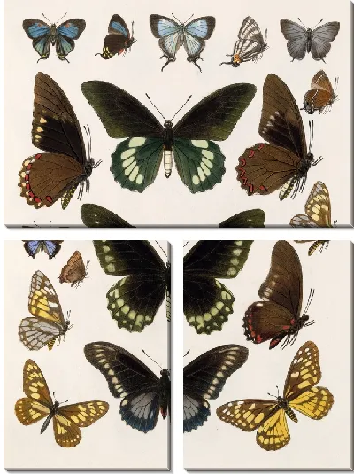 Картина Бабочки Insecta Lepidoptera-Rhopalocera №112