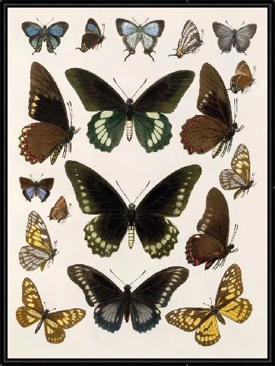 Картина Бабочки Insecta Lepidoptera-Rhopalocera №112