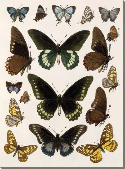 Картина Бабочки Insecta Lepidoptera-Rhopalocera №112