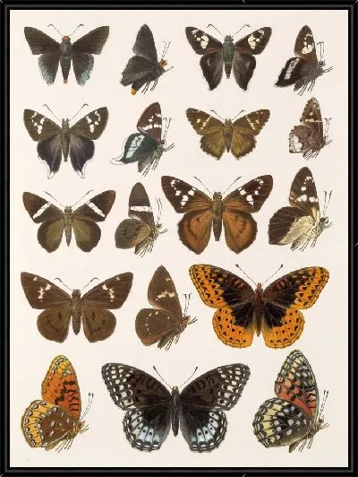 Картина Бабочки Insecta Lepidoptera-Rhopalocera №113