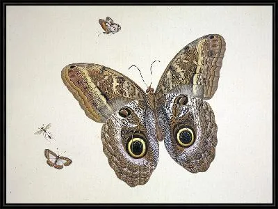 Картина Большая коричневая бабочка, две маленькие и насекомое.