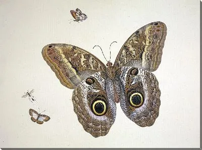 Картина Большая коричневая бабочка, две маленькие и насекомое.