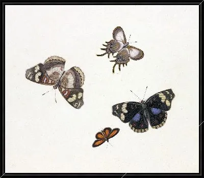 Четыре бабочки