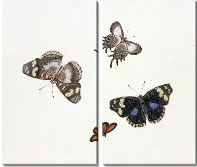 Четыре бабочки