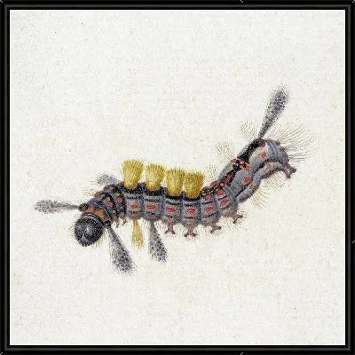 Черно-красная гусеница с желтыми пучками.