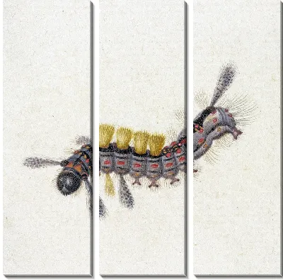 Черно-красная гусеница с желтыми пучками.