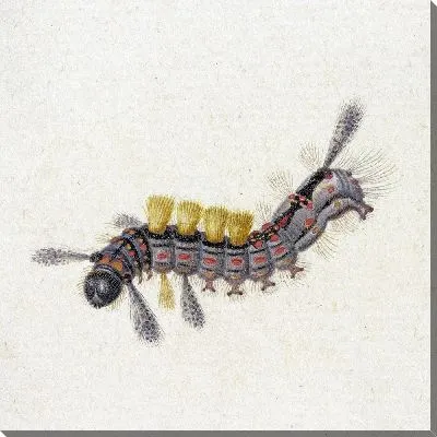 Картина Черно-красная гусеница с желтыми пучками.