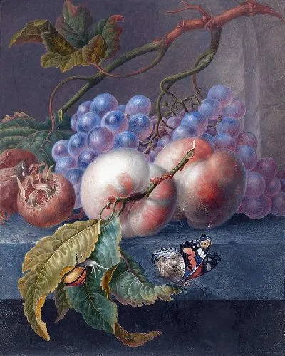 Картина Фрукты с бабочкой и улиткой (1677 – 1726)
