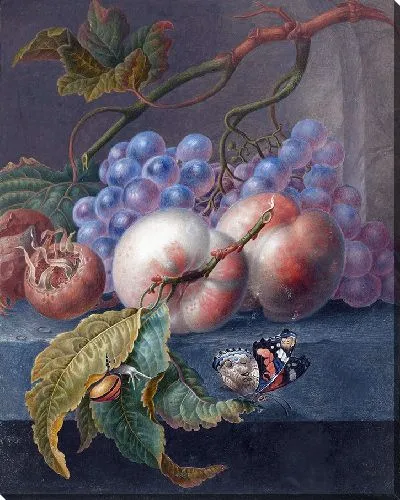 Картина Фрукты с бабочкой и улиткой (1677 – 1726)