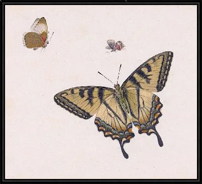 Картина Три виндсерса (1683)