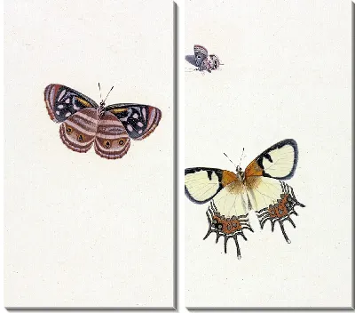 Картина Три бабочки