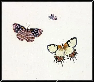 Три бабочки