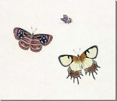 Картина Три бабочки