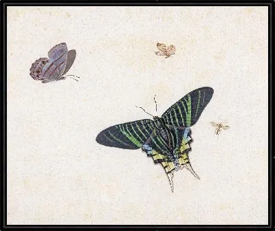 Три бабочки и оса или муха (1677)