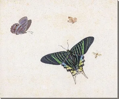 Три бабочки и оса или муха (1677)