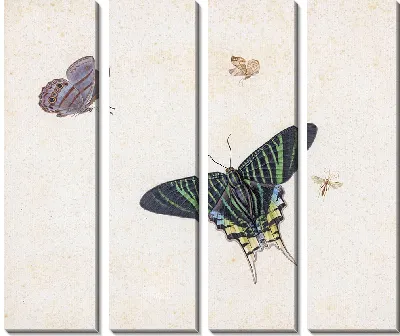 Три бабочки и оса или муха (1677)