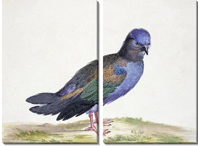 Картина Синий голубь с зелеными и черными крыльями.