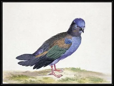 Синий голубь с зелеными и черными крыльями.