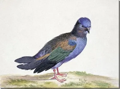 Синий голубь с зелеными и черными крыльями.