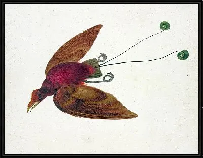 Картина Летающая райская птица