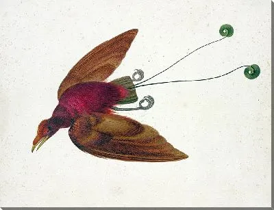 Картина Летающая райская птица