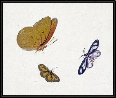 Желтая, черно-желтая и черно-белая бабочка.