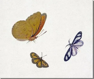 Желтая, черно-желтая и черно-белая бабочка.