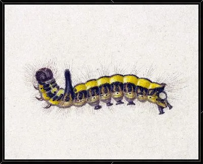 Желтая гусеница