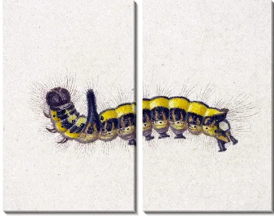 Желтая гусеница