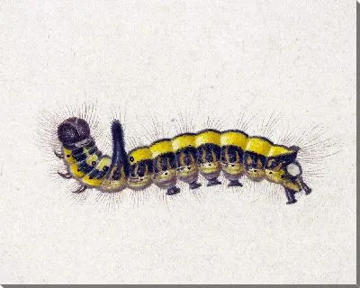 Картина Желтая гусеница