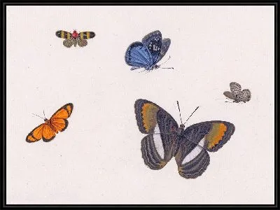 Вийф Влиндерс (1677)