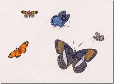 Вийф Влиндерс (1677)