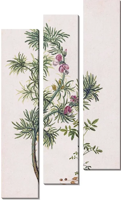 Картина Брем (Джениста) (1685)