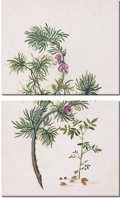 Картина Брем (Джениста) (1685)